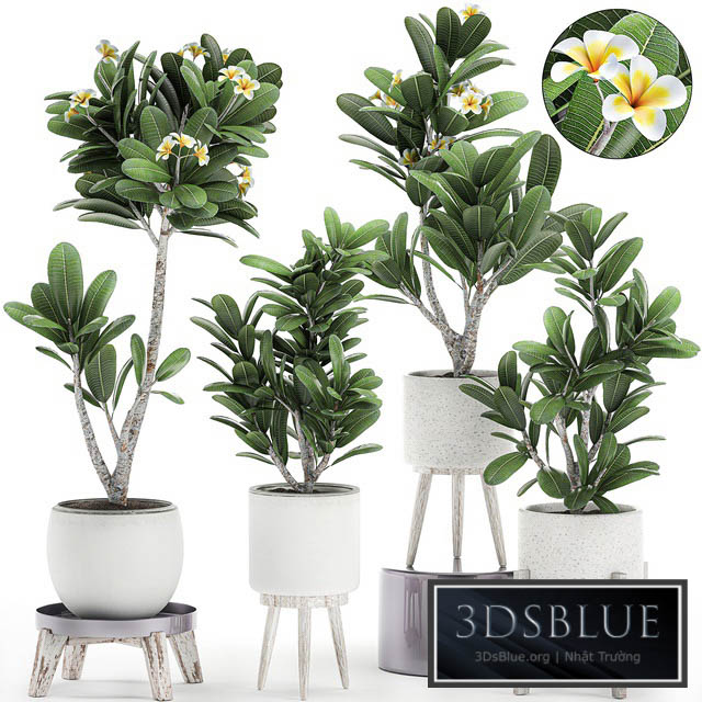 Collection of plants of small exotic flowering trees in white pots on legs with Plumeria frangipani. Set 559. 3DS Max - thumbnail 3