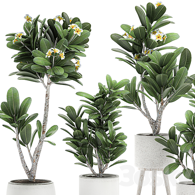 Collection of plants of small exotic flowering trees in white pots on legs with Plumeria. frangipani. Set 559. 3DSMax File - thumbnail 2