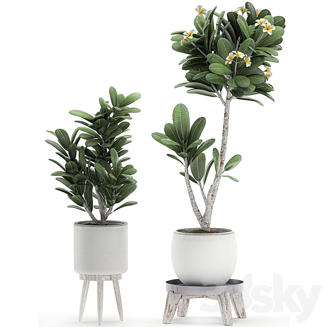 Collection of plants of small exotic flowering trees in white pots on legs with Plumeria. frangipani. Set 559. 3DSMax File - thumbnail 3