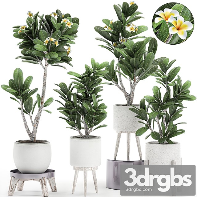 Collection of plants of small exotic flowering trees in white pots on legs with plumeria, frangipani. set 559. - thumbnail 1