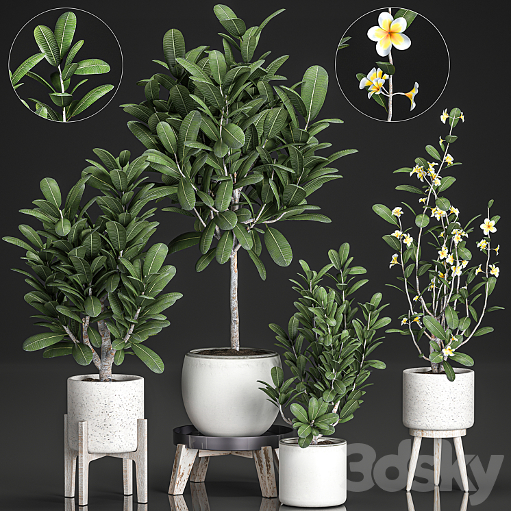 Collection of plants of small exotic flowering trees in white pots on legs with Plumeria frangipani. Set 560. 3DS Max - thumbnail 1