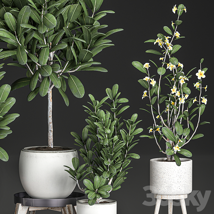 Collection of plants of small exotic flowering trees in white pots on legs with Plumeria frangipani. Set 560. 3DS Max - thumbnail 2