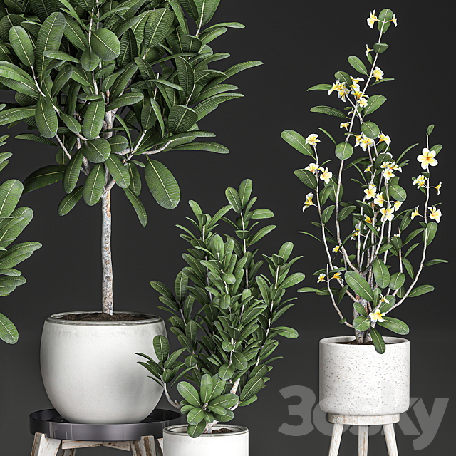 Collection of plants of small exotic flowering trees in white pots on legs with Plumeria. frangipani. Set 560. 3DSMax File - thumbnail 2