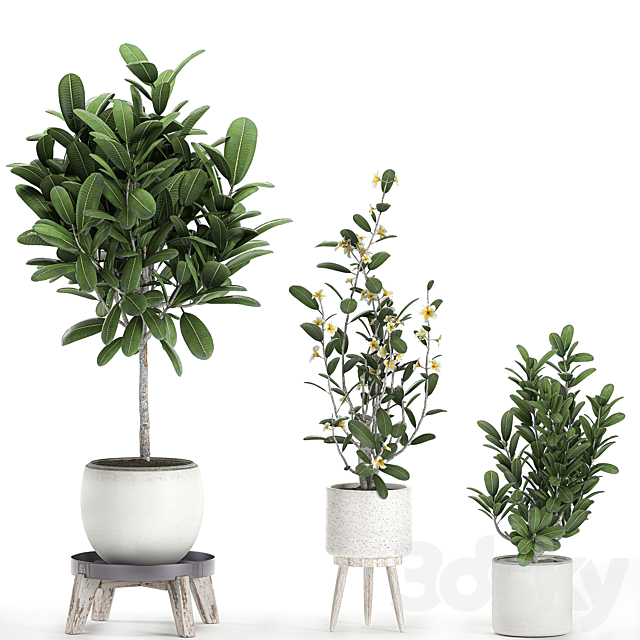 Collection of plants of small exotic flowering trees in white pots on legs with Plumeria. frangipani. Set 560. 3DSMax File - thumbnail 3