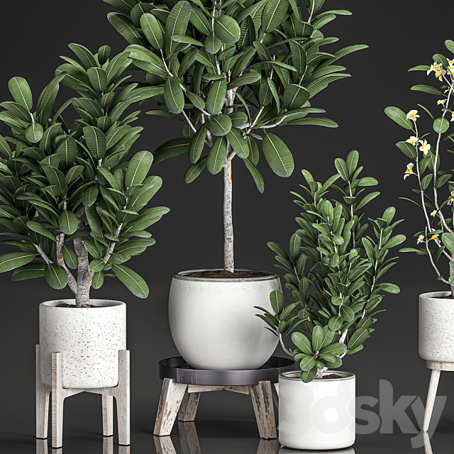 Collection of plants of small exotic flowering trees in white pots on legs with Plumeria. frangipani. Set 560. 3DSMax File - thumbnail 4