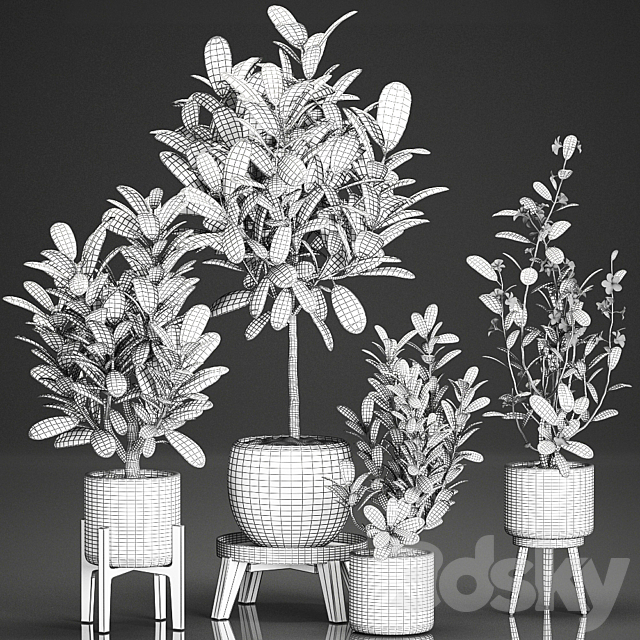 Collection of plants of small exotic flowering trees in white pots on legs with Plumeria. frangipani. Set 560. 3DSMax File - thumbnail 5