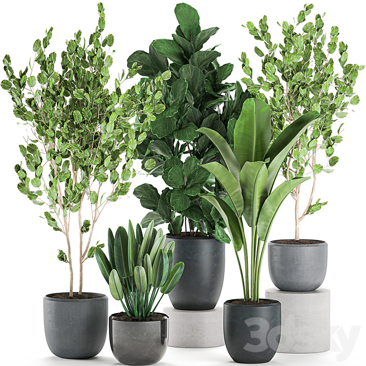 Collection of plants of trees in black pots with Ficus lyrata banana palm strelitzia. Set 550. 3DS Max - thumbnail 1