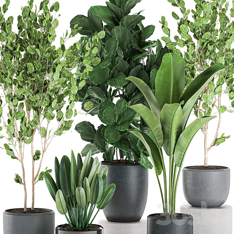 Collection of plants of trees in black pots with Ficus lyrata banana palm strelitzia. Set 550. 3DS Max - thumbnail 2