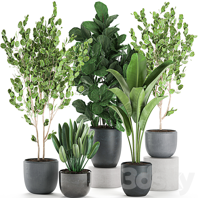 Collection of plants of trees in black pots with Ficus lyrata. banana palm. strelitzia. Set 550. 3DSMax File - thumbnail 1