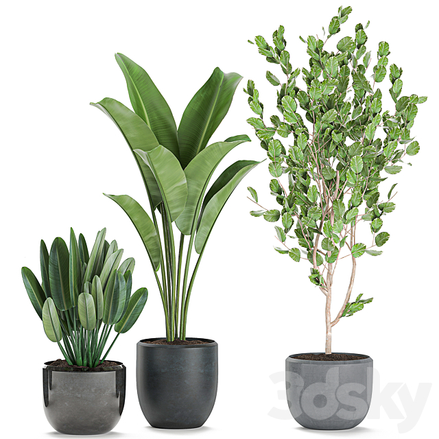 Collection of plants of trees in black pots with Ficus lyrata. banana palm. strelitzia. Set 550. 3DSMax File - thumbnail 4