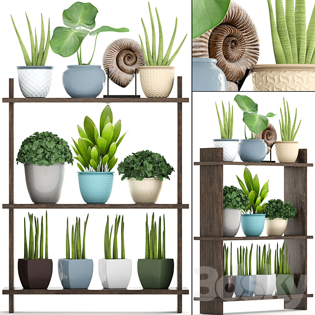 Collection of plants. Rack with decor. pot. flower. bush. ammonite. vase. shelf with flowers 3DSMax File - thumbnail 1