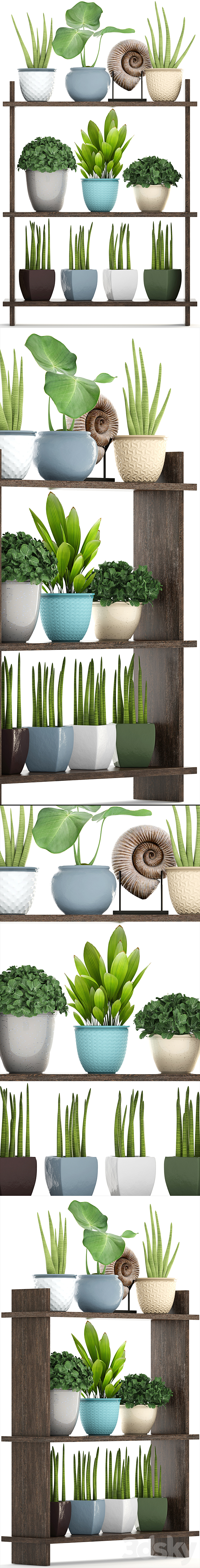 Collection of plants. Rack with decor. pot. flower. bush. ammonite. vase. shelf with flowers 3DSMax File - thumbnail 2