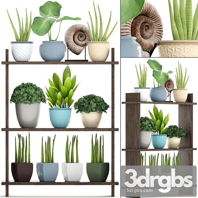 Collection of plants. rack with decor, pot, flower, bush, ammonite, vase, shelf with flowers - thumbnail 1