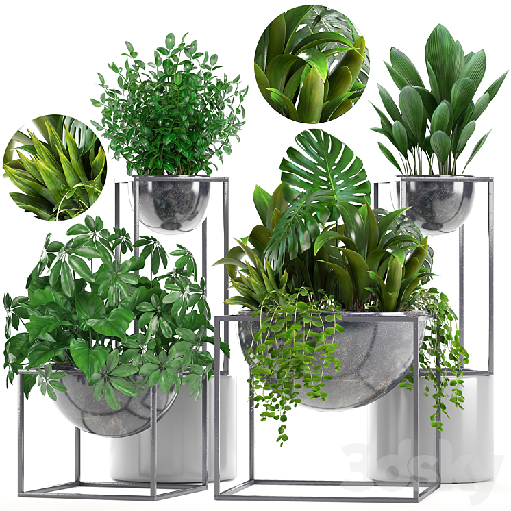 Collection of plants. Schefflera Tradescantia black flowerpot loft indoor plants bushes 3DS Max - thumbnail 1