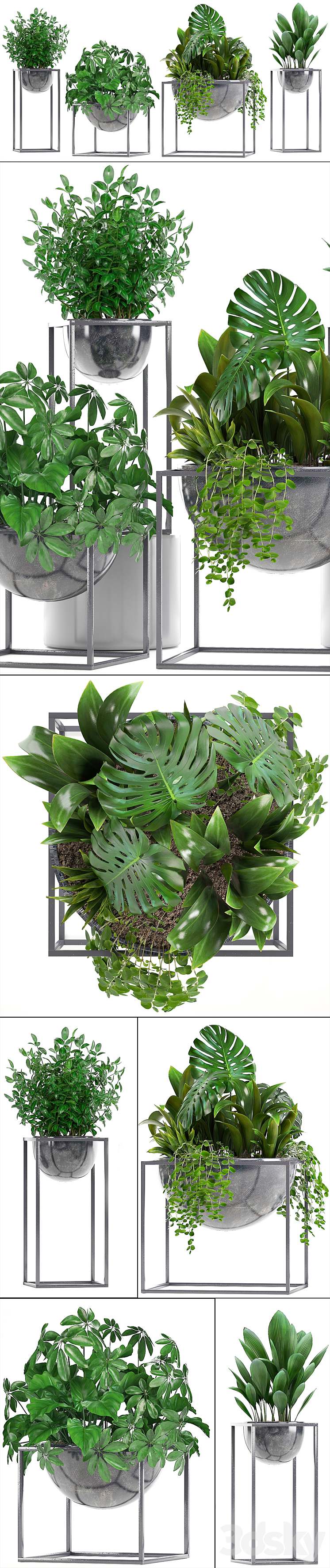 Collection of plants. Schefflera Tradescantia black flowerpot loft indoor plants bushes 3DS Max - thumbnail 2