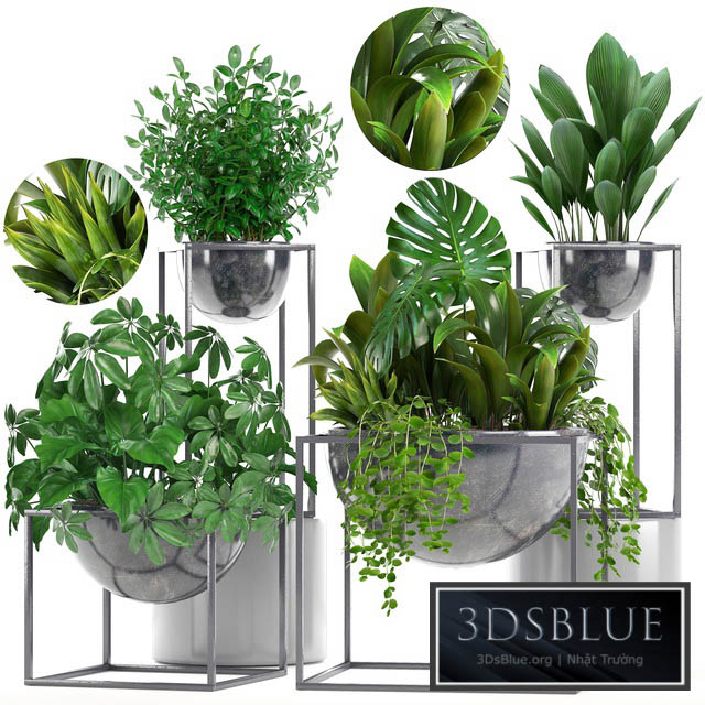 Collection of plants. Schefflera Tradescantia black flowerpot loft indoor plants bushes 3DS Max - thumbnail 3