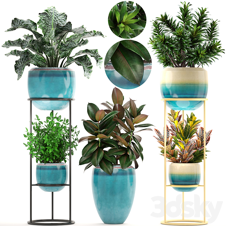 Collection of plants. Shelf with flowers flower stand pot ficus croton alocasia flowerpot dracaena 3DS Max - thumbnail 1