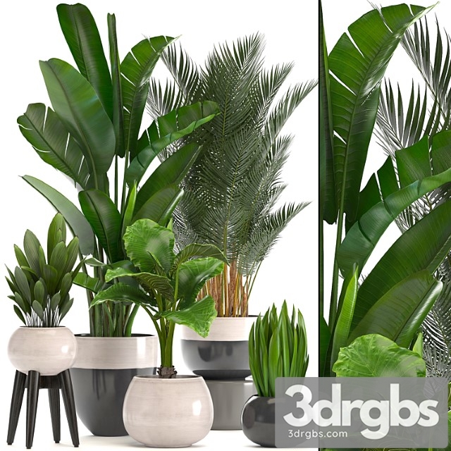 Collection of plants. strelitzia, banana, palm tree, hovea, alocasia, interior plants, scandinavian style, pot, flowerpot, luxury decor, strelitzia - thumbnail 1