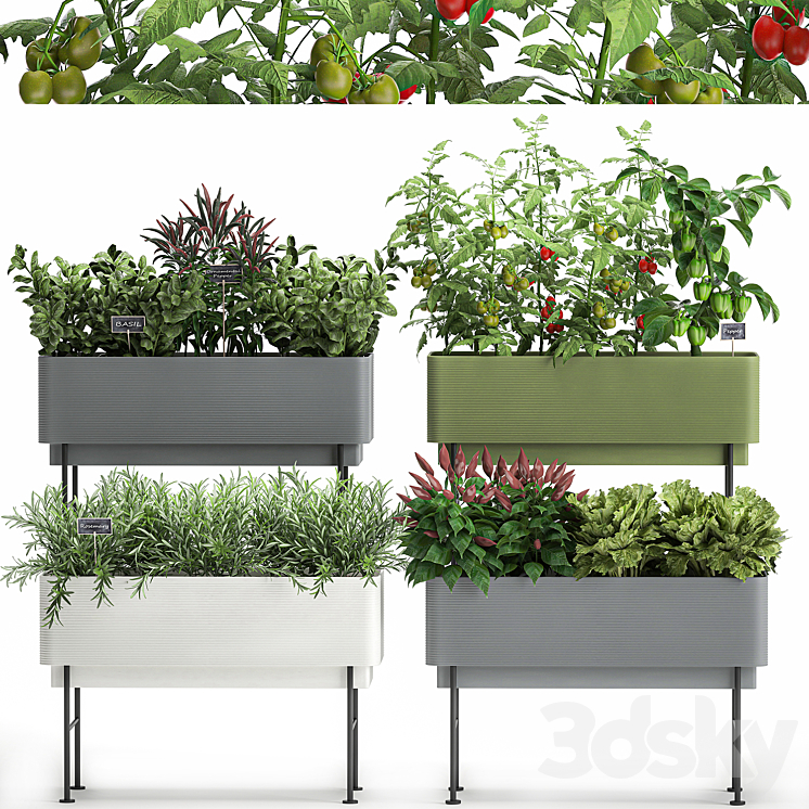Collection of potted plants Kitchen garden vegetables tomatoes peppers herbs Rosemary lettuce Lettuce garden bed. Set 1059. 3DS Max Model - thumbnail 1