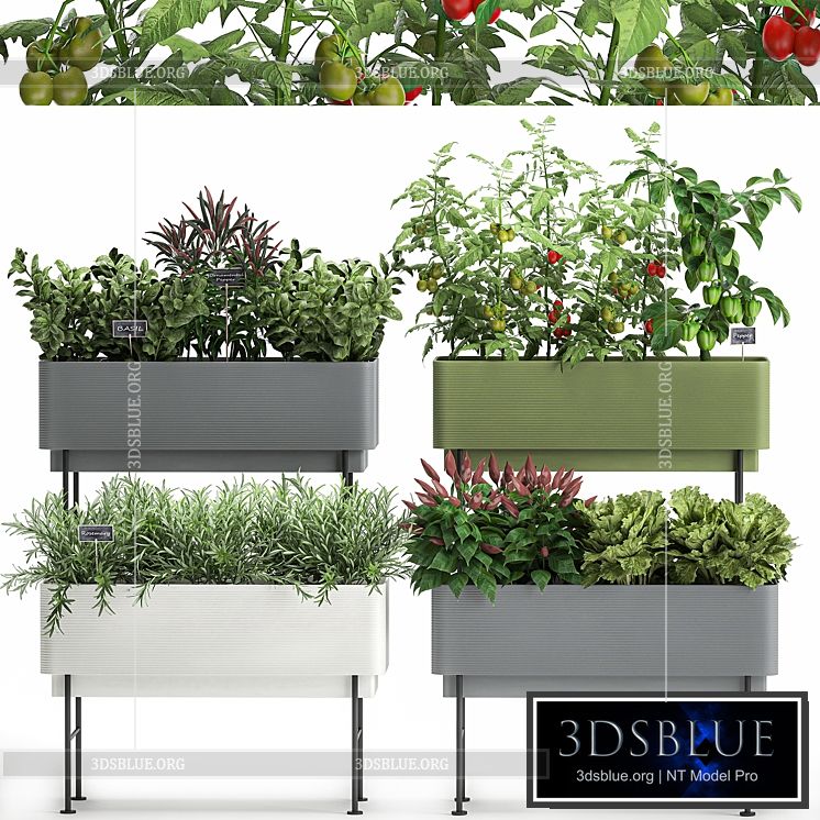 Collection of potted plants Kitchen garden vegetables tomatoes peppers herbs Rosemary lettuce Lettuce garden bed. Set 1059. 3DS Max - thumbnail 3