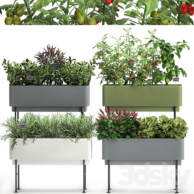 Collection of potted plants Kitchen garden. vegetables. tomatoes. peppers. herbs. Rosemary. lettuce. Lettuce. garden bed. Set 1059. 3DSMax File - thumbnail 1