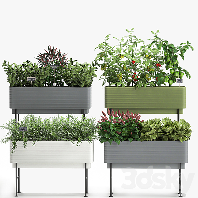 Collection of potted plants Kitchen garden. vegetables. tomatoes. peppers. herbs. Rosemary. lettuce. Lettuce. garden bed. Set 1059. 3DSMax File - thumbnail 6