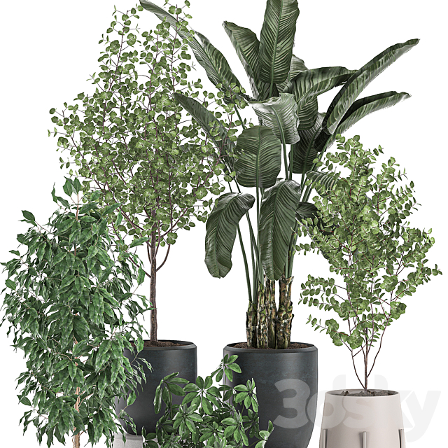 Collection of potted plants with Benjamin ficus trees Banana palm Scheffler Eucalyptus. Set 556. 3DS Max Model - thumbnail 2