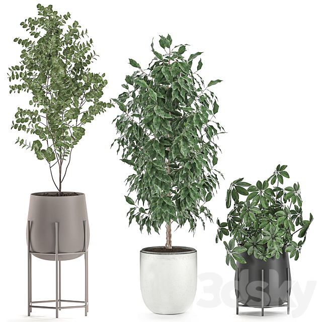 Collection of potted plants with Benjamin ficus trees Banana palm Scheffler Eucalyptus. Set 556. 3DS Max Model - thumbnail 3