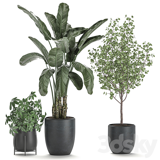 Collection of potted plants with Benjamin ficus trees Banana palm Scheffler Eucalyptus. Set 556. 3DS Max Model - thumbnail 4