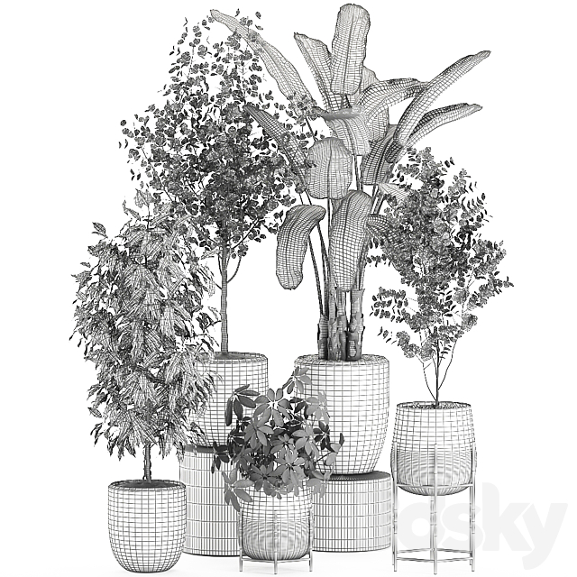 Collection of potted plants with Benjamin ficus trees Banana palm Scheffler Eucalyptus. Set 556. 3DS Max Model - thumbnail 5