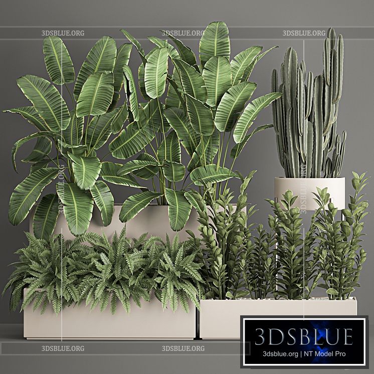 Collection of potted plants with Strelitzia fern cactus cereus Zamiokulkas. 1062. 3DS Max - thumbnail 3