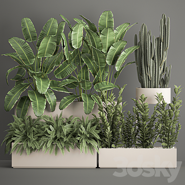 Collection of potted plants with Strelitzia. fern. cactus. cereus. Zamiokulkas. 1062. 3DSMax File - thumbnail 1