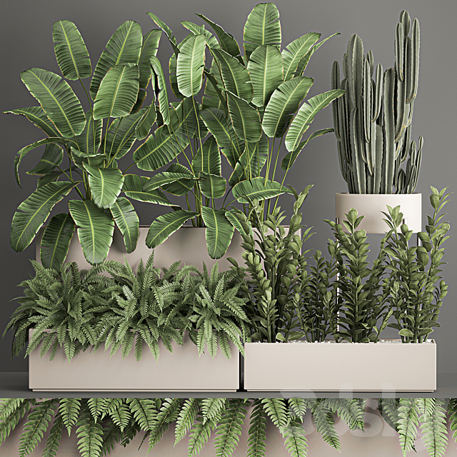 Collection of potted plants with Strelitzia. fern. cactus. cereus. Zamiokulkas. 1062. 3DSMax File - thumbnail 2