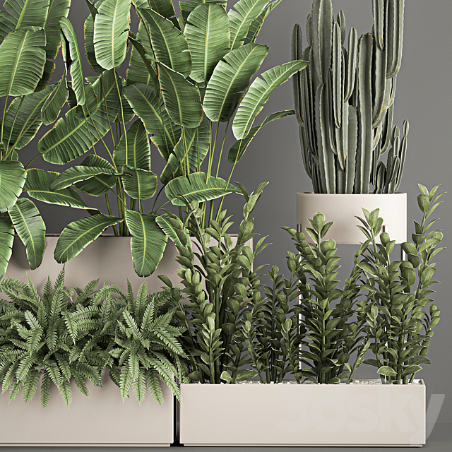 Collection of potted plants with Strelitzia. fern. cactus. cereus. Zamiokulkas. 1062. 3DSMax File - thumbnail 3