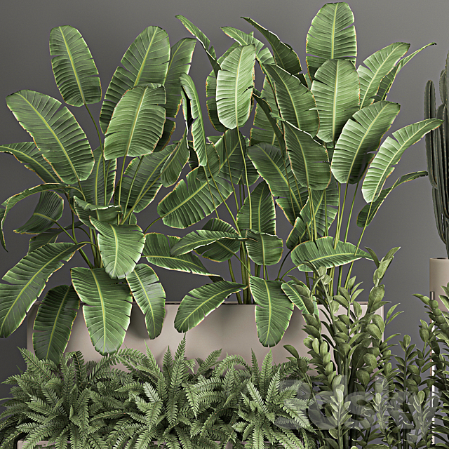 Collection of potted plants with Strelitzia. fern. cactus. cereus. Zamiokulkas. 1062. 3DSMax File - thumbnail 4