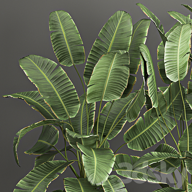 Collection of potted plants with Strelitzia. fern. cactus. cereus. Zamiokulkas. 1062. 3DSMax File - thumbnail 5