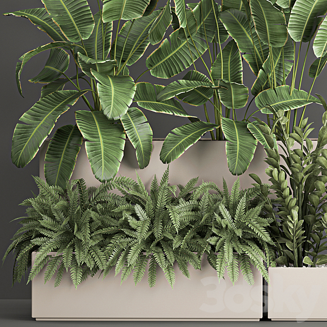 Collection of potted plants with Strelitzia. fern. cactus. cereus. Zamiokulkas. 1062. 3DSMax File - thumbnail 6