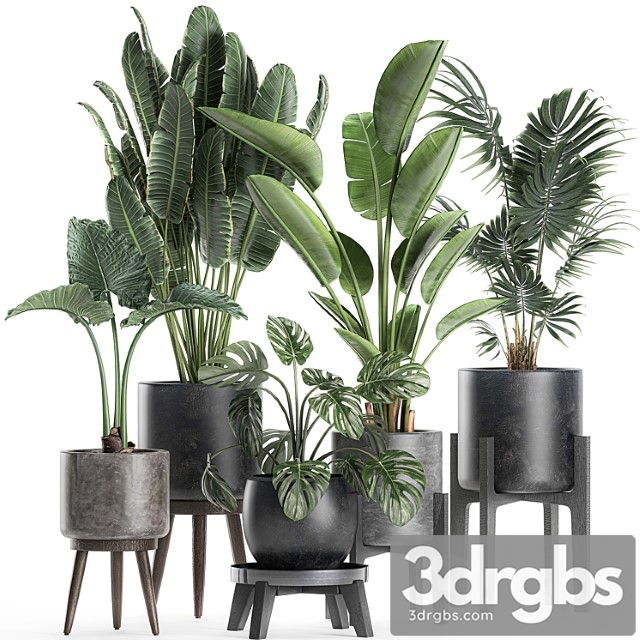 Collection of small beautiful plants in black pots on legs with banana palm, strelitzia, monstera. set 659. - thumbnail 1