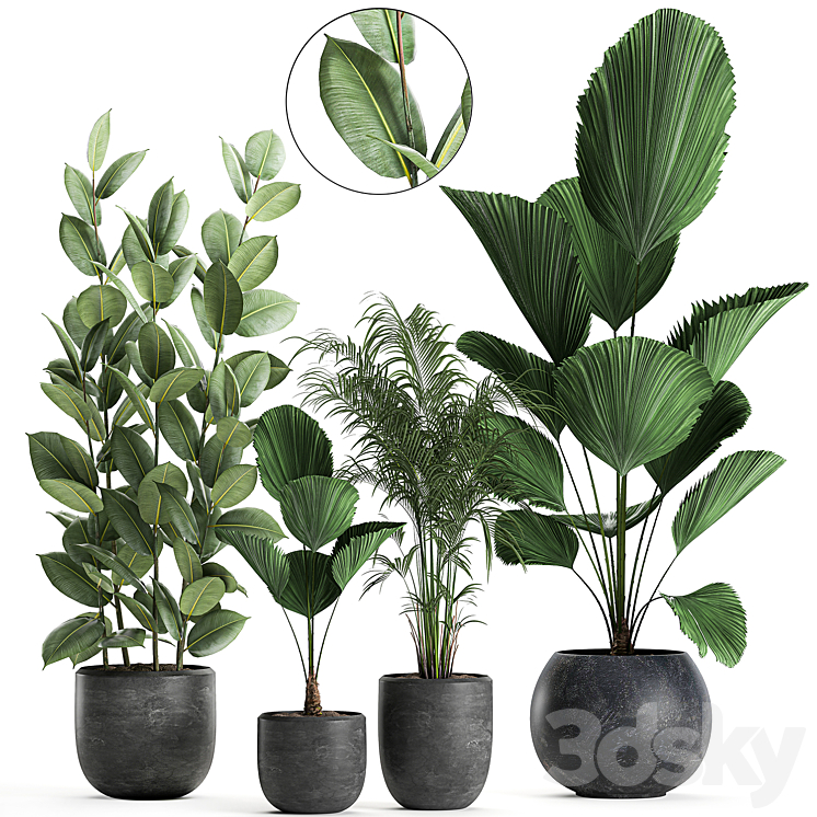 Collection of small beautiful plants in black pots with Licuala palm ficus. Set 664. 3DS Max - thumbnail 1