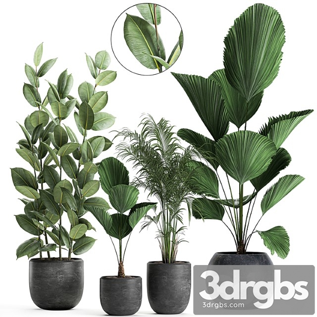 Collection of small beautiful plants in black pots with licuala, palm, ficus. set 664. - thumbnail 1