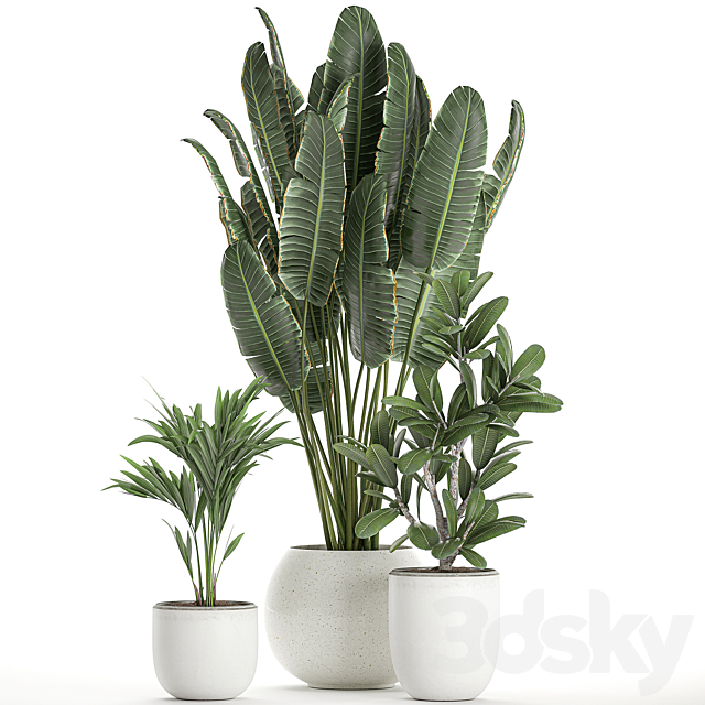 Collection of small beautiful plants in white pots with Banana palm strelitzia. Set 660. 3DS Max Model - thumbnail 2