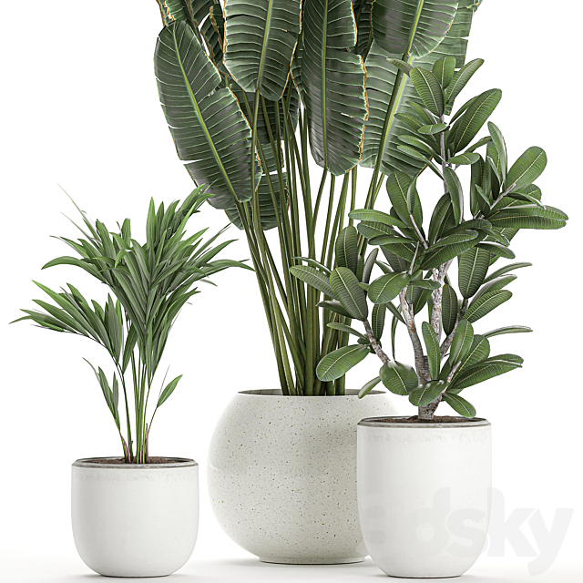 Collection of small beautiful plants in white pots with Banana palm strelitzia. Set 660. 3DS Max Model - thumbnail 3