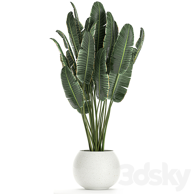 Collection of small beautiful plants in white pots with Banana palm strelitzia. Set 660. 3DS Max Model - thumbnail 4