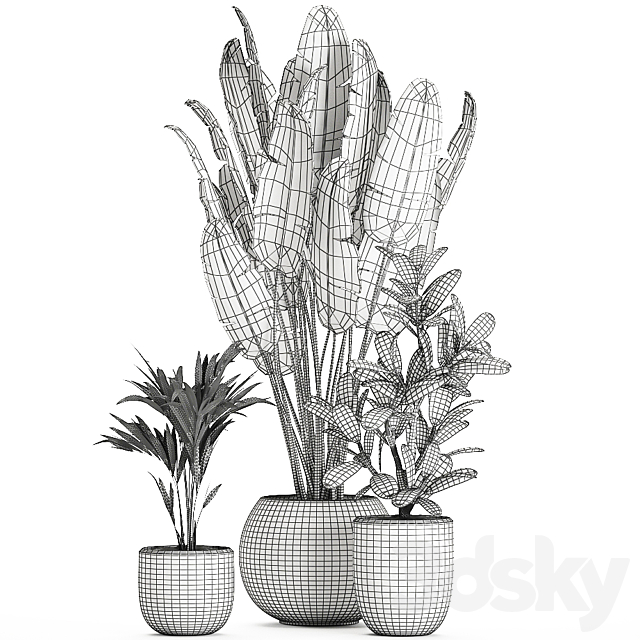 Collection of small beautiful plants in white pots with Banana palm strelitzia. Set 660. 3DS Max Model - thumbnail 5