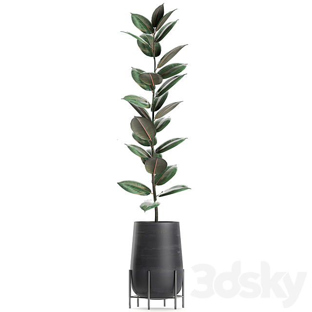 Collection of small bushes of ficus trees in black pots on legs with ficus abidjan elastic. Set 628. 3DS Max Model - thumbnail 2