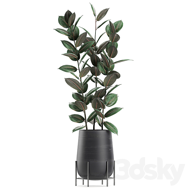 Collection of small bushes of ficus trees in black pots on legs with ficus abidjan elastic. Set 628. 3DS Max Model - thumbnail 3