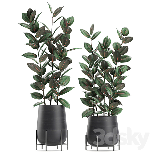 Collection of small bushes of ficus trees in black pots on legs with ficus abidjan elastic. Set 628. 3DS Max Model - thumbnail 4