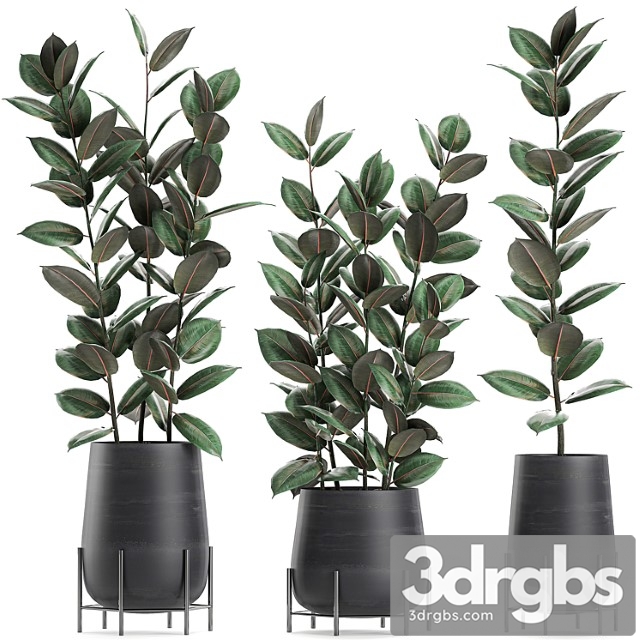 Collection of small bushes of ficus trees in black pots on legs with ficus abidjan, elastic. set 628. - thumbnail 1