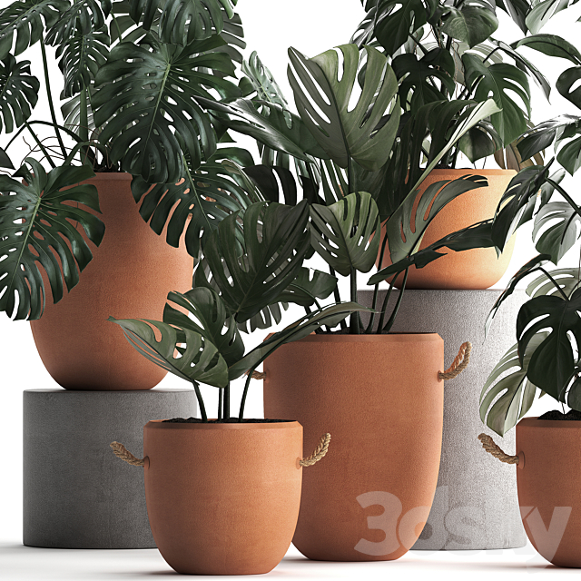 Collection of small bushes of plants in clay pots with handles with Monstera flower clinker. Set 423. 3DS Max Model - thumbnail 2