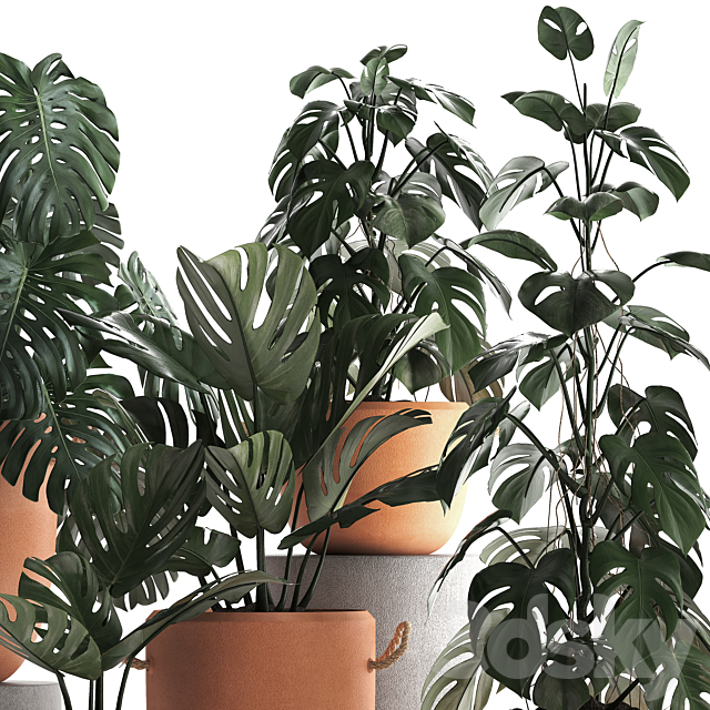 Collection of small bushes of plants in clay pots with handles with Monstera flower clinker. Set 423. 3DS Max Model - thumbnail 3